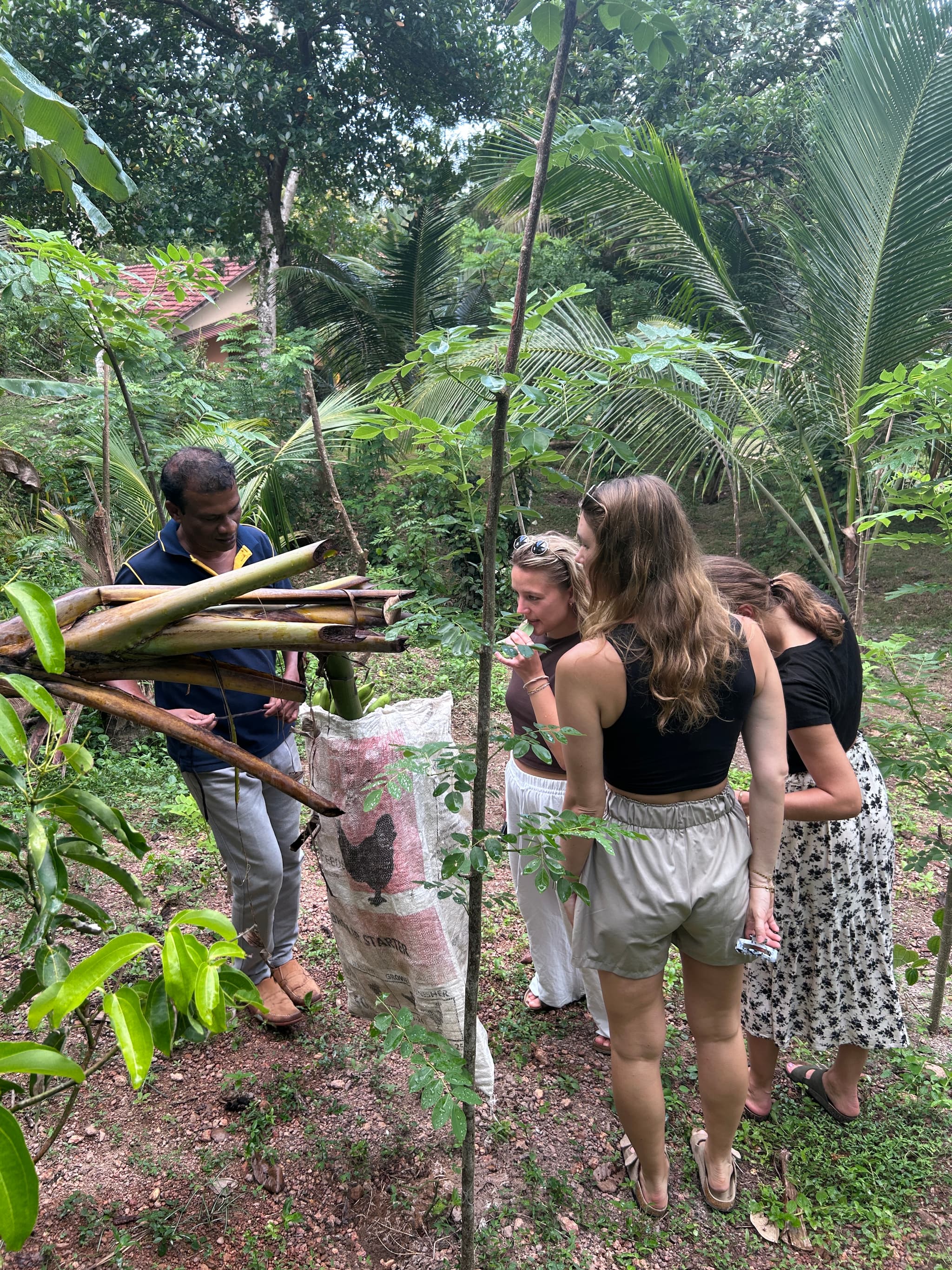 Spice garden at Cinnamon Walawwa